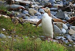 Yellow-eyed Penguin